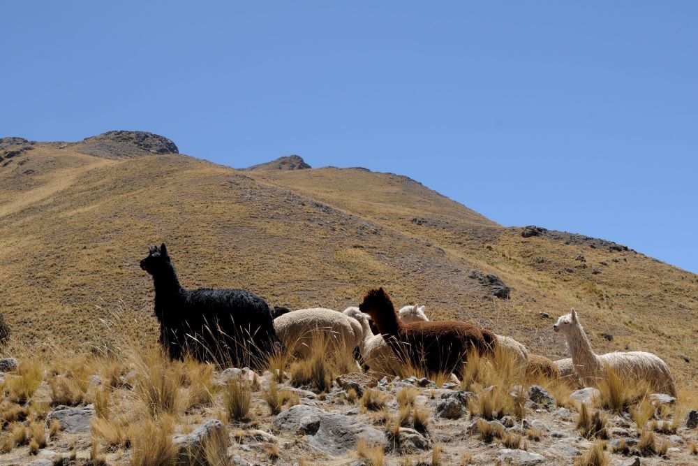 Andean alpacas - the cornerstone of the Inca civilization