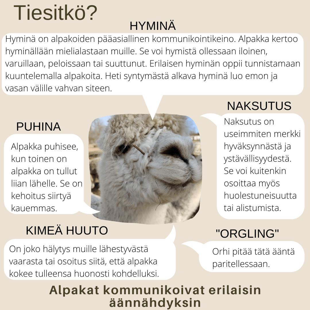 Alpakat kommunikoivat erilaisin äännähdyksin