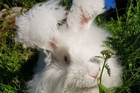 Angora rabbits - small wool producers 